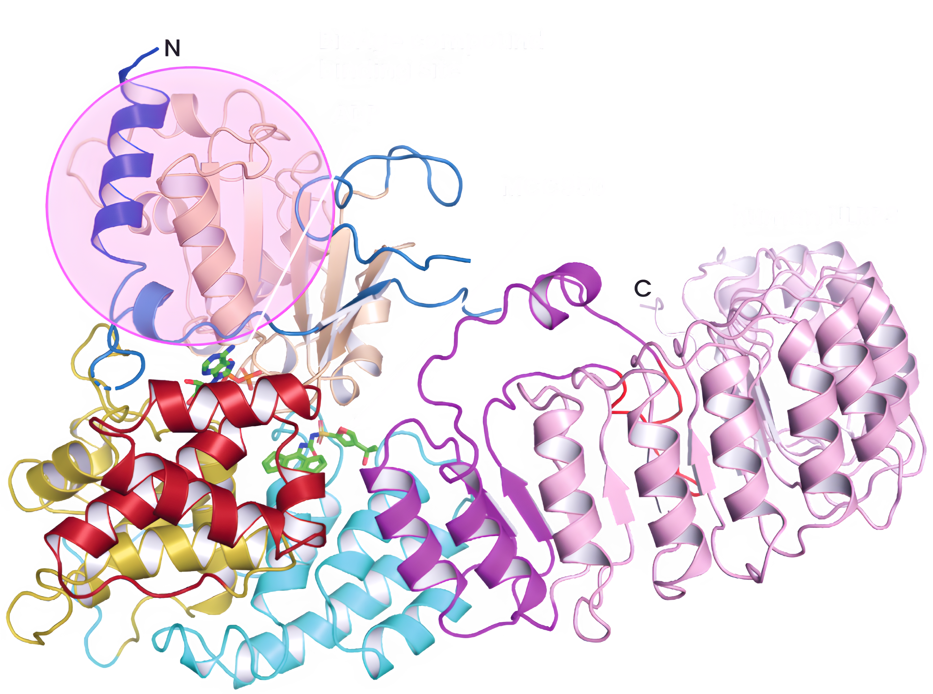 image-nlrp3